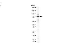 Dendrin Rabbit anti-Mouse, Human, Rat, Polyclonal, MilliporeSigma 100 &mu;g;Unconjugated:Antibodies,